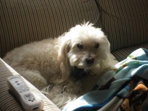 Puccini Prince of Wales