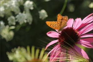 real butterfly on astor