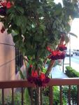 Beautiful Plants at Hotel